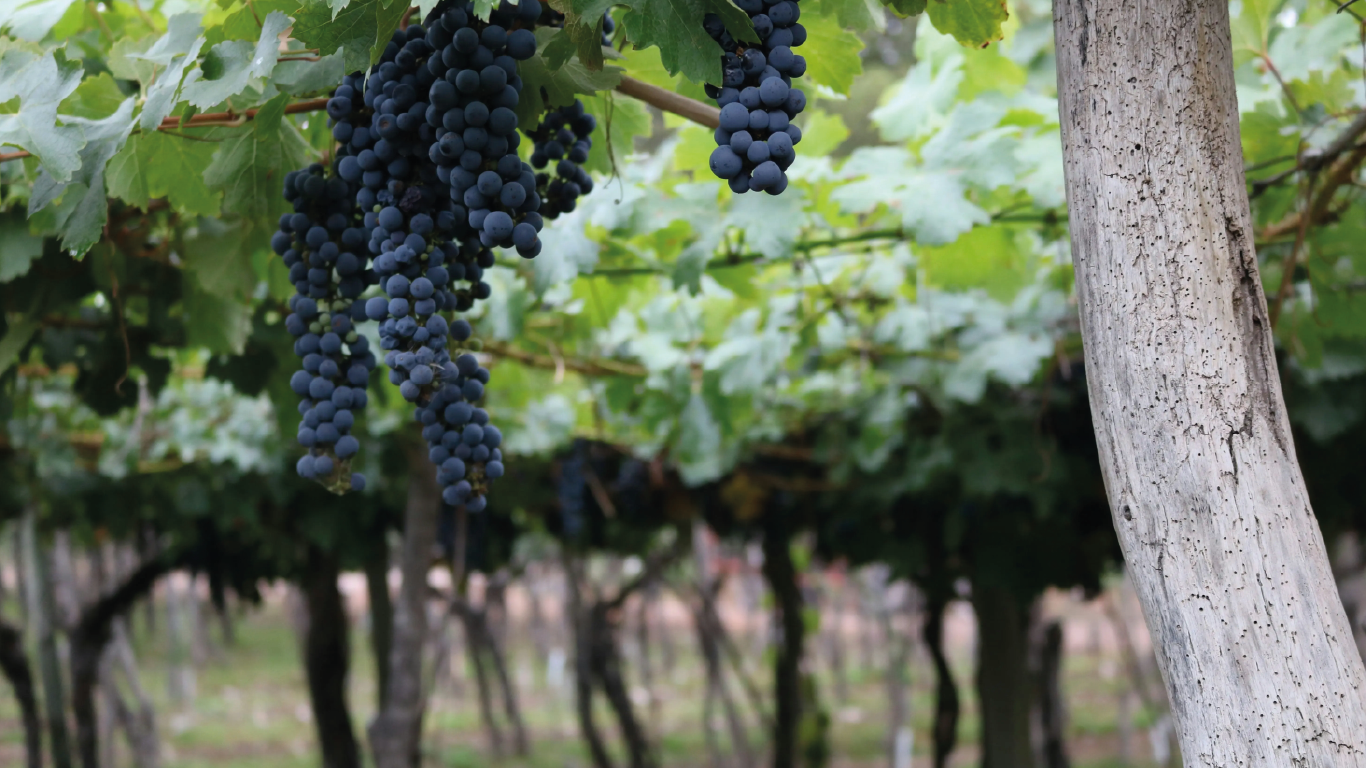 vitivinicultura